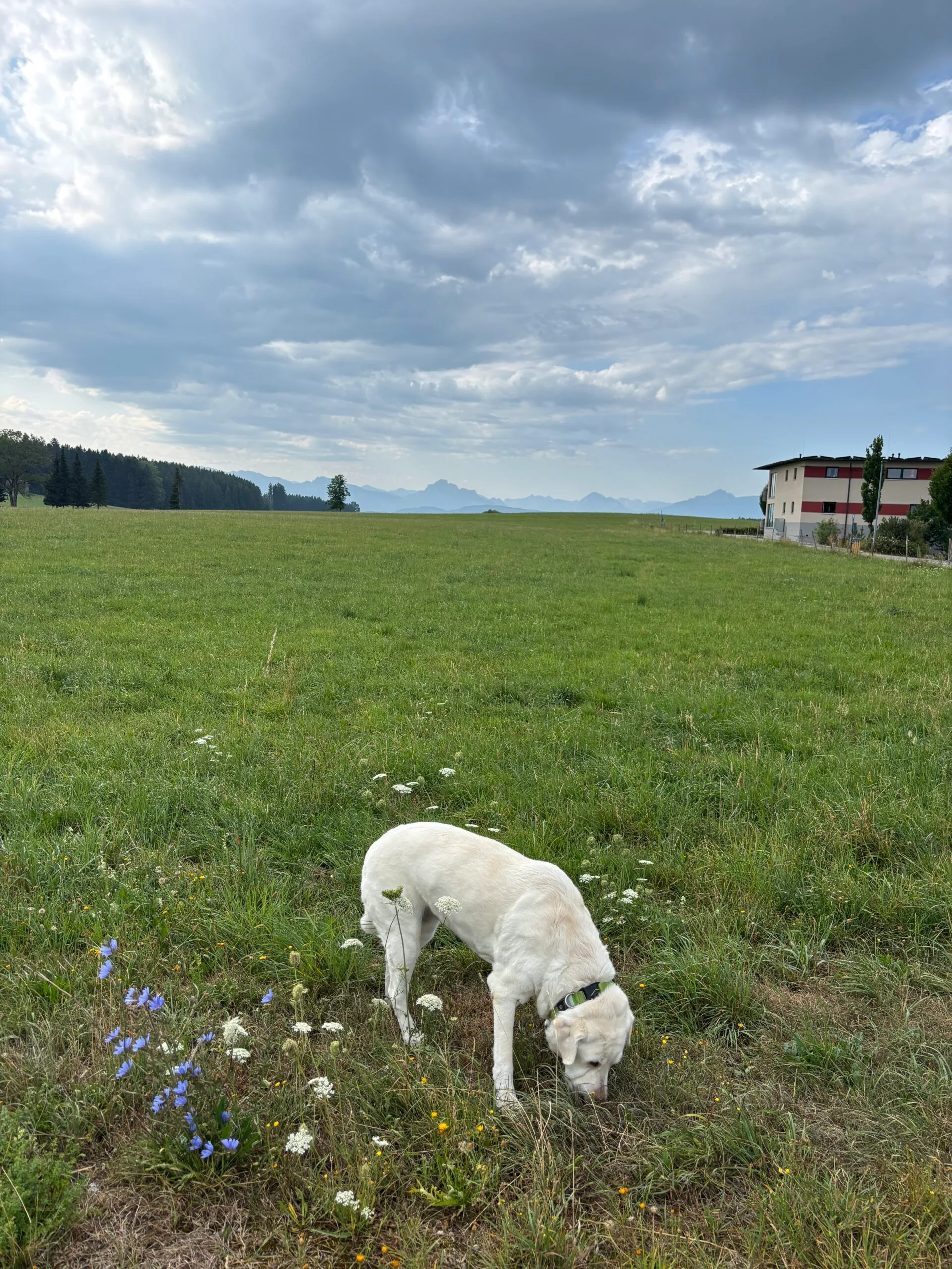 Nala beim Weitblick im Allgäu
