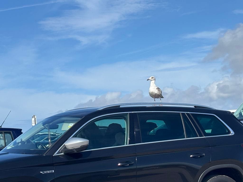 UK 2026 Tag 12 Lands End Der König des Parkplatzes