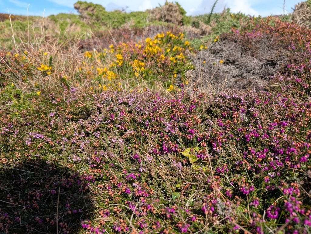 UK 2026 Tag 12 Lands End Heide 1
