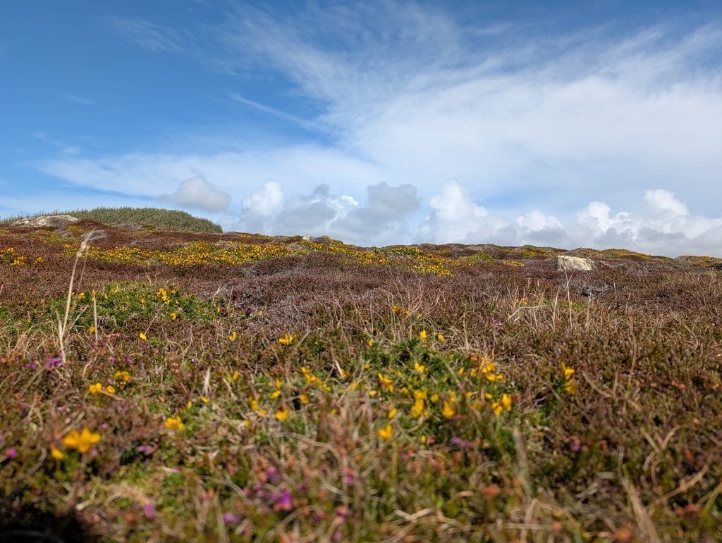 UK 2026 Tag 12 Lands End Heide 2