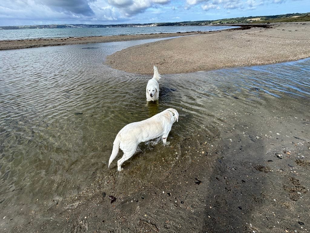UK 2026 Tag 12 Michaels Mount und Nala schwimmt zusammen mit einem Goldie