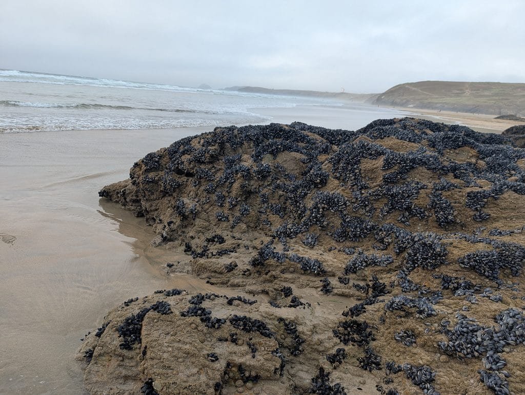 UK 2026 Tag 13 Perranporth Muscheln