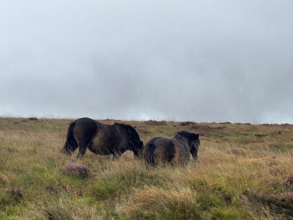 UK 2026 Tag 15 Gloucester Ponys im Moor