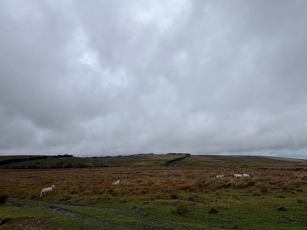 UK 2026 Tag 15 Gloucester Schafe im Moor 3