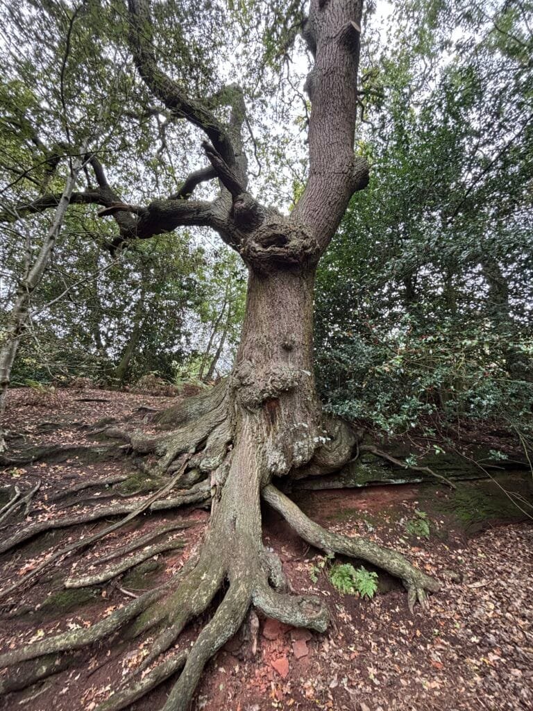 UK 2026 Tag 18 Lancaster Beestone Castle ein alter Baum