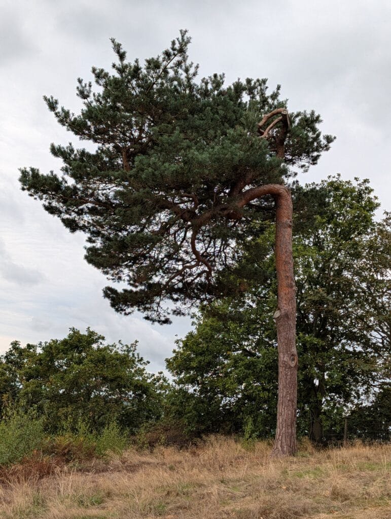 UK 2026 Tag 18 Lancaster Beestone Castle krummer Baum