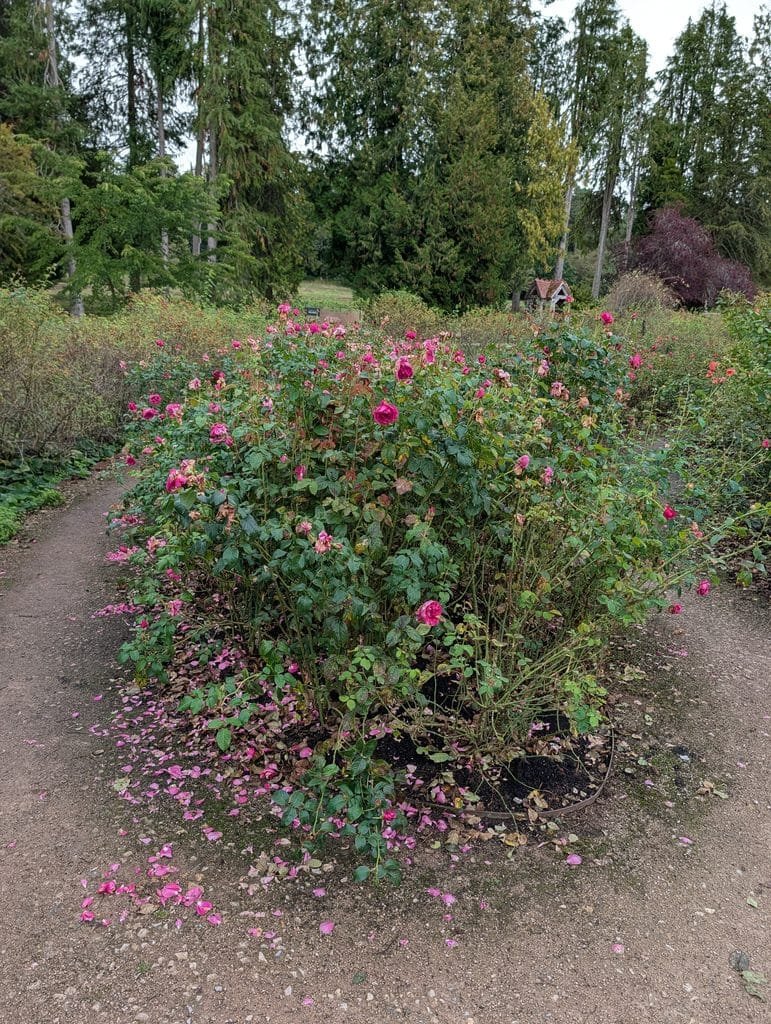 UK 2026 Tag 19 Schottland Lowther Castle Rosengarten 1