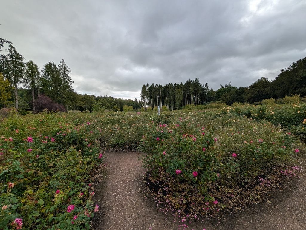 UK 2026 Tag 19 Schottland Lowther Castle Rosengarten 3