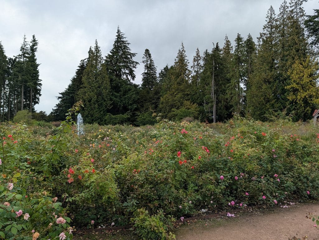 UK 2026 Tag 19 Schottland Lowther Castle Rosengarten 5
