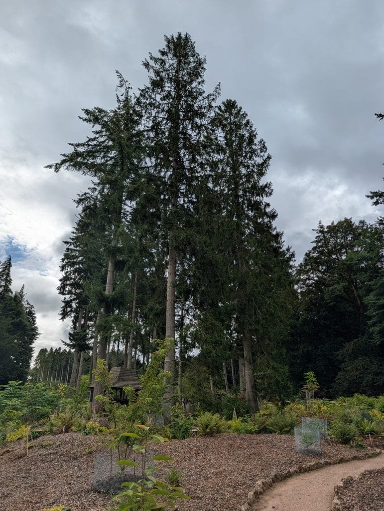 UK 2026 Tag 19 Schottland Lowther Castle alter Wald