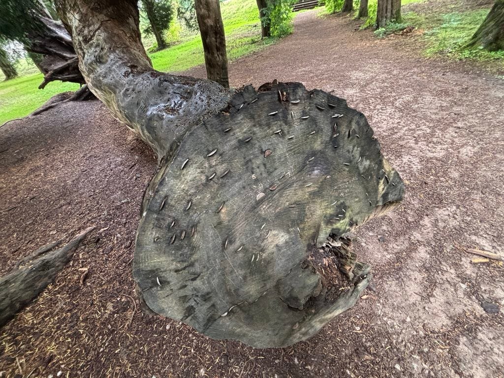 UK 2026 Tag 19 Schottland Wunschbau im Schlosspark