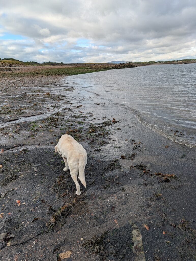 UK 2026 Tag 25 Edingburgh Eddingburgh Strand mit Nala 2
